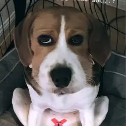 肥薑