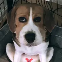肥薑