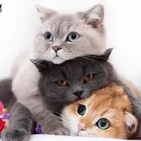 fatcat0608