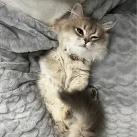 Mel懿