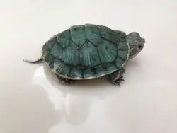小老鼠與大花貓