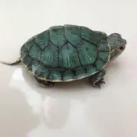 小老鼠與大花貓