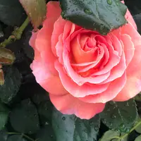 MR食神