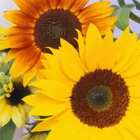 flora0209