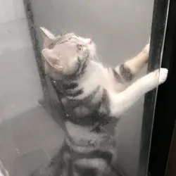 Tony食玩訓