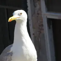 羅喳