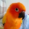 Bobbie 仔