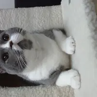 veggie_momo