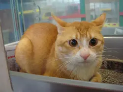 Neko_LI