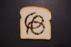 Scribbling Bread