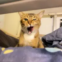 yee儀