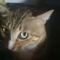 boeyfok