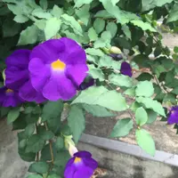 fungroyce