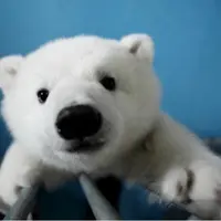 榛子熊