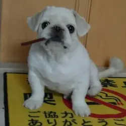 KittyFong2072
