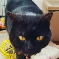 昭黃.