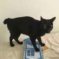 SinyiYip