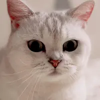 cherylgk