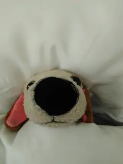 為食小狗仔