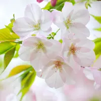 fab_leung