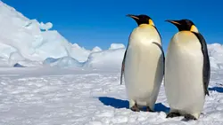 企鵝哥