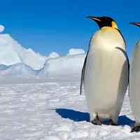 企鵝哥