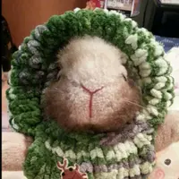 YunRabbits
