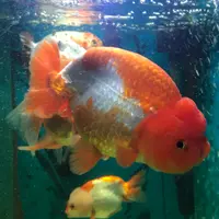 蘇珊3261