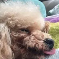 古月每文