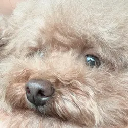 yumikomoy