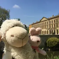 sheepog