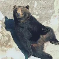 米亞基
