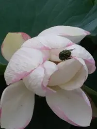 朱淑賢