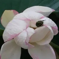 朱淑贤