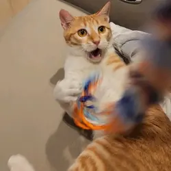 akingz