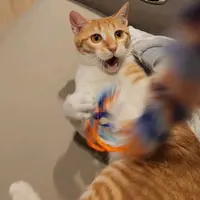 akingz