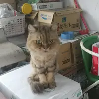 沉默小薯
