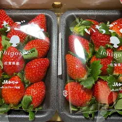 鄧宇科