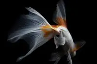 kwfong73