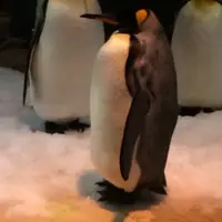 stupidfai