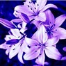 purple_lily