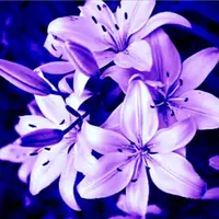 purple_lily