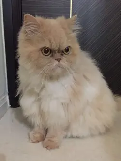 -波斯貓-