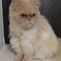 -波斯貓-