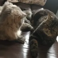 二哥诚