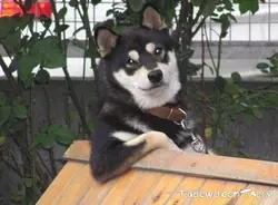 單身狗