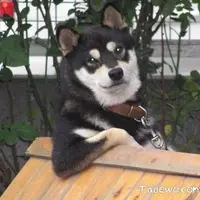 單身狗