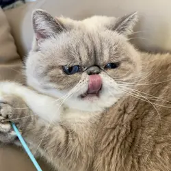 Mandy Meow