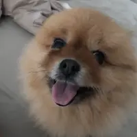 為食肥妺妹