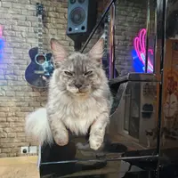 可愛小偉